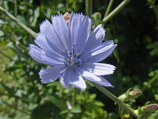 Wegwarte (Cichorium intybus)