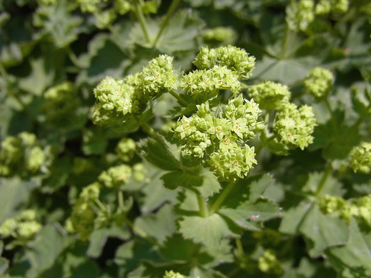 Frauenmantel (Alchemilla vulgaris)