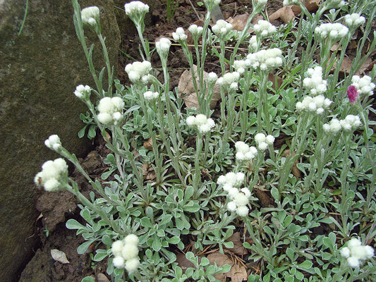 Katzenpfötchen (Antennaria dioica)