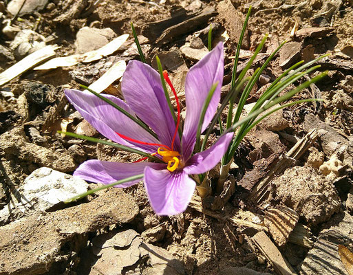 Safrankrokus (Crocus sativus)