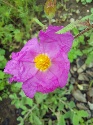 Zistrose (Cistus incanus)