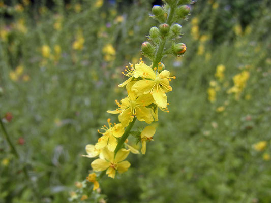 Odermennig (Agrimonia eupatoria)