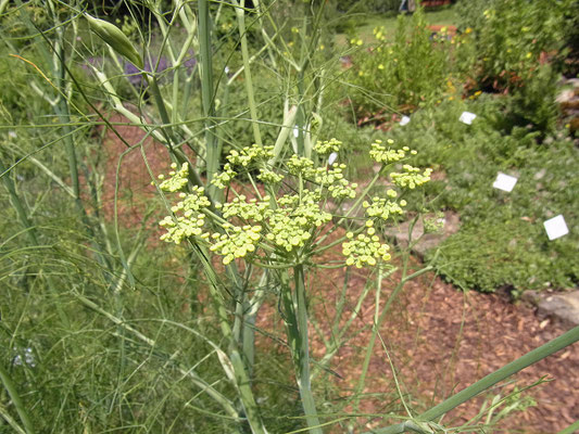 Fenchel (Foeniculum vulgare)
