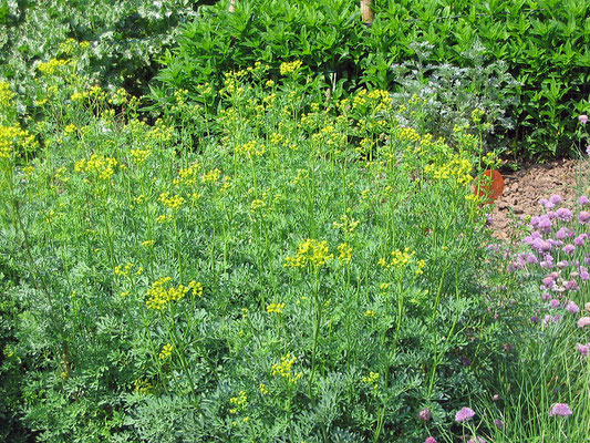 Weinraute (Ruta graveolens)