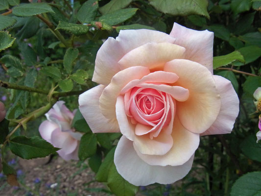 Rose "A shrobshire lad"