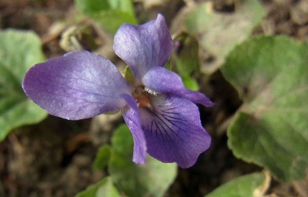 Veilchen (Viola spec.)