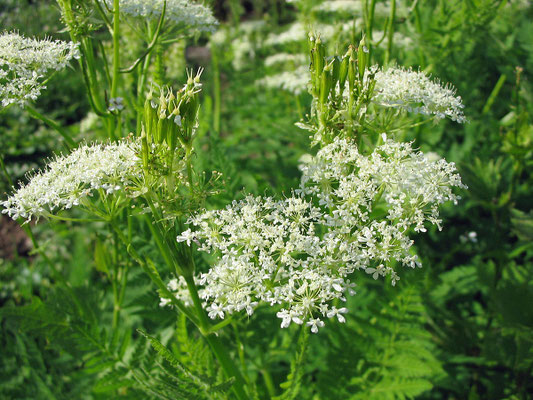 Süßdolde (Myrrhis odorata)
