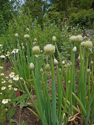 Winterheckenzwiebel (Allium fistulosum)