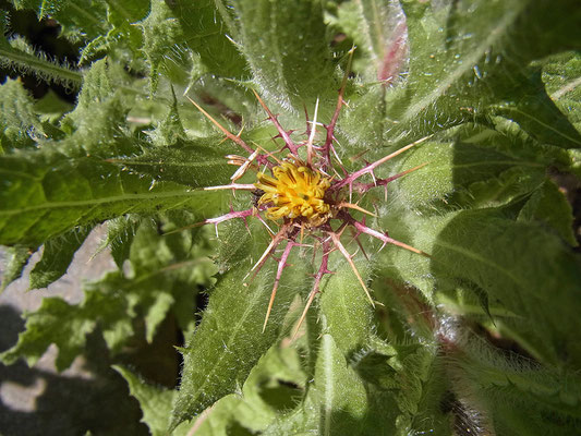 Benediktenkraut (Centaurea benedicta)