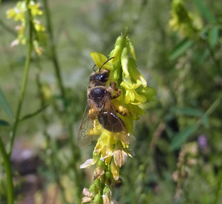 Echter Steinklee (Melilotus officinalis)