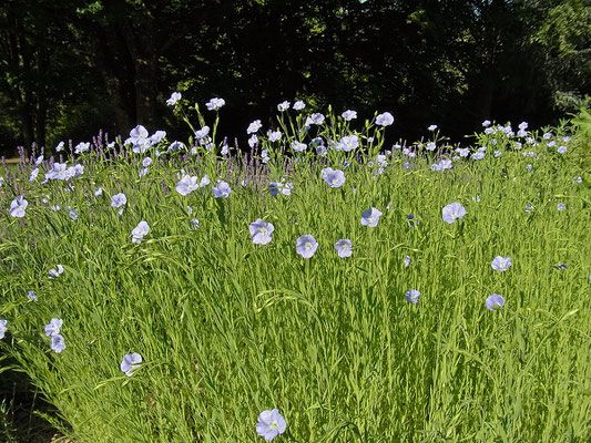 Lein (Linum usitatissimum)