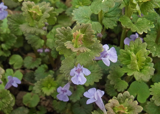 Gundermann (Glechoma hederacea)