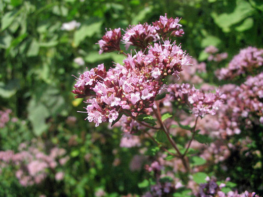 Dost (Oreganum vulgare)