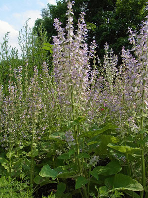 Muskatellersalbei (Salvia sclarea)