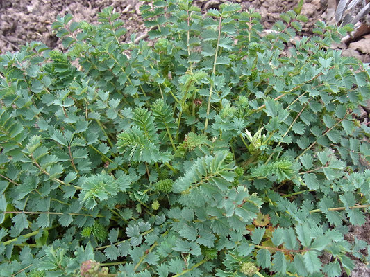Kleiner Wiesenknopf (Sanguisorba minor)