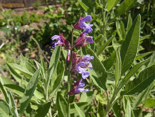 Salbei (Salvia officinalis)