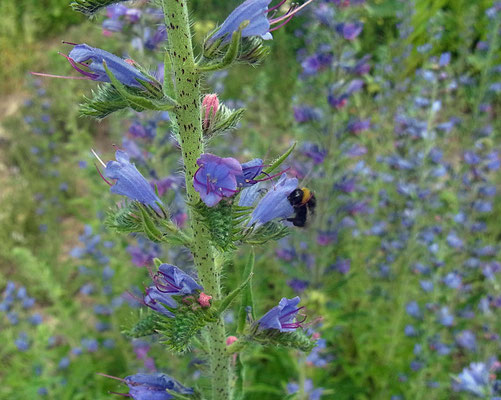 Natternkopf (Echium vulgare)