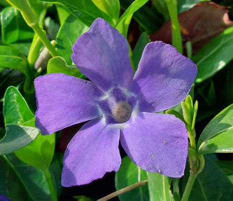 Kleines Immergrün (Vinca minor)