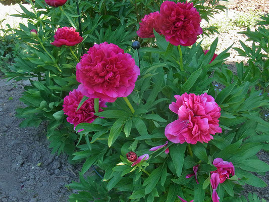 Pfingstrose (Paeonia officinalis)