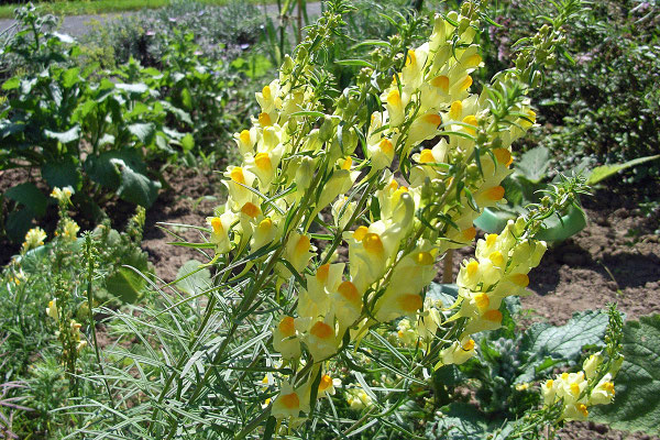 Leinkraut (Linaria vulgaris)