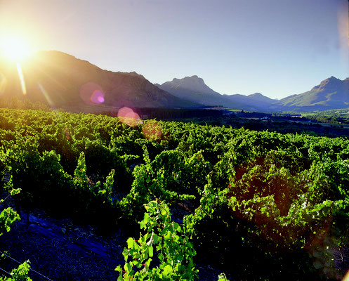 Stellenbosch Wine Route