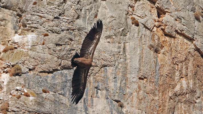 Gänsegeier an der Yecla Schlucht