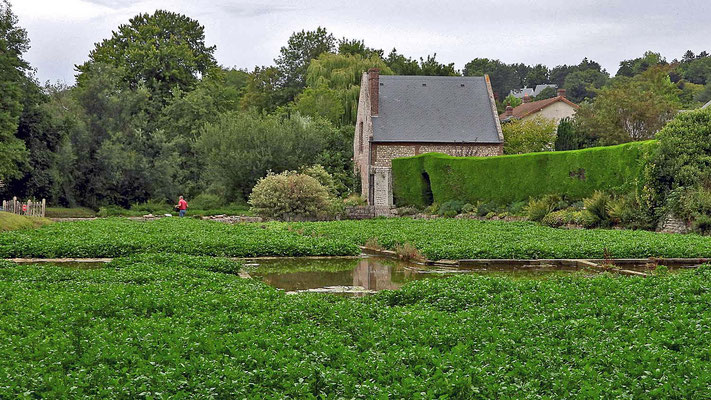 Veules-les-Roses - Felder mit Brunnenkresse