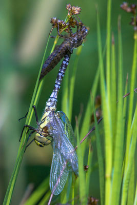 Metamorphose einer Libelle