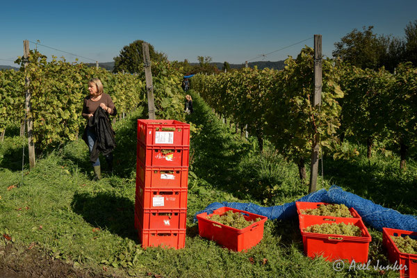 Weinlese auf der Insel Reichenau.