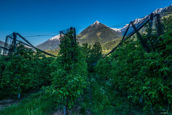Schenna, Obstplantagen und Blick auf die Mutspitze.