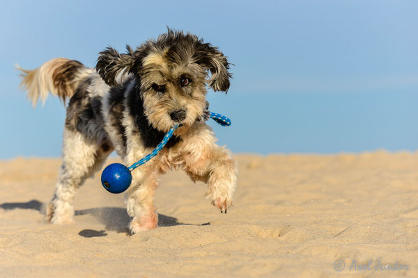 Janez auf Usedom 2016