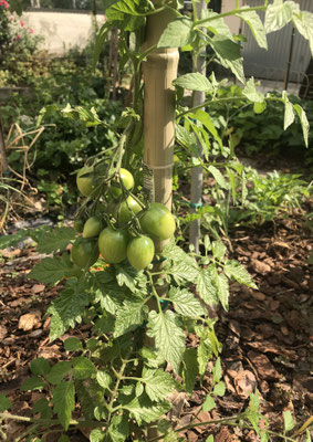 Pomodori della settimana ancora verdi