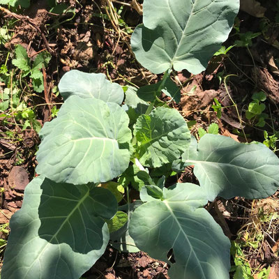 Pianta di broccolo a poco più di un mese dal trapianto