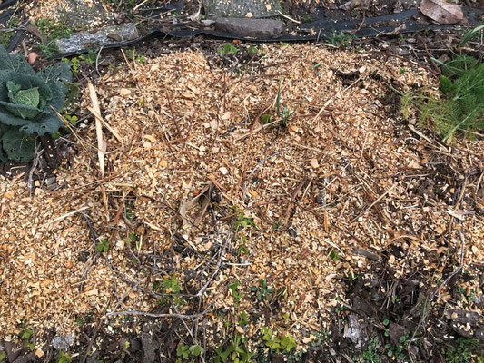 Prosa a fine inverno rincalzata con pacciamatura fresca da biotriturazione