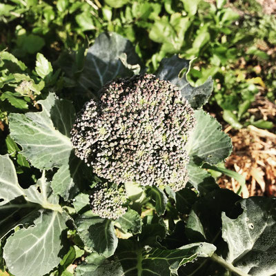 Broccolo a fine inverno in maturazione