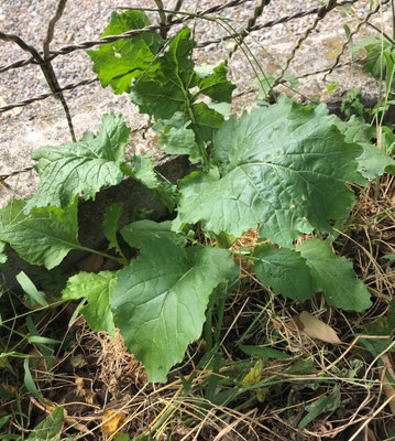Cima di rapa in crescita