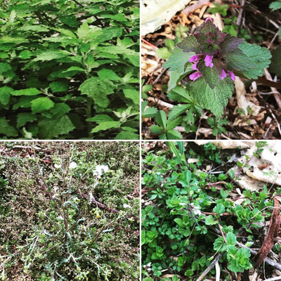 Esempio di biodiversità: piante spontanee utili 
