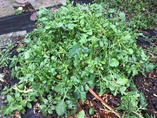 Rucola a fine inverno