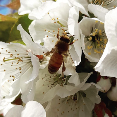 Ape solitaria sul ciliegio ai margini dell'orto