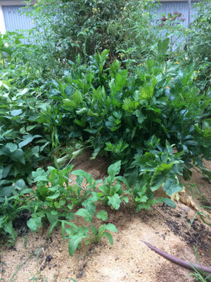 Porzione di orto in piena produzione, nello specifico aiuola con piccole piantine di rucola e sedano con alle spalle piante di pomodori e zucchine