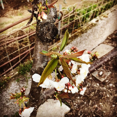Pianta di ciliegio posta ai margini dell'orto, la fioritura