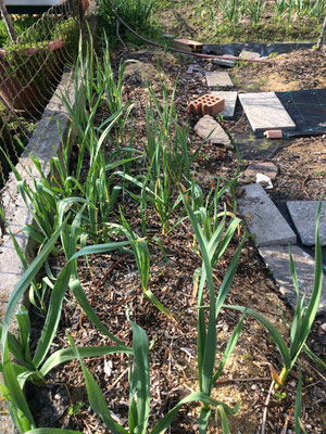 Piantine di aglio ad inizio primavera 
