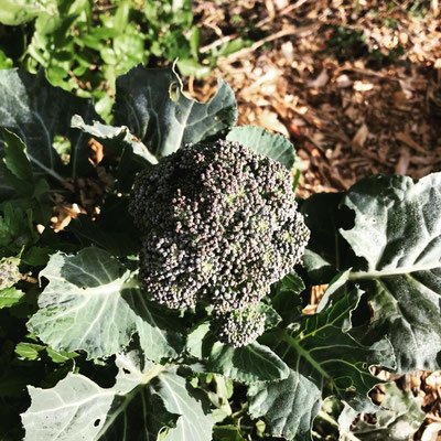 Broccolo in orto circolare