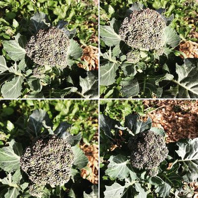 Broccoli a fine inverno