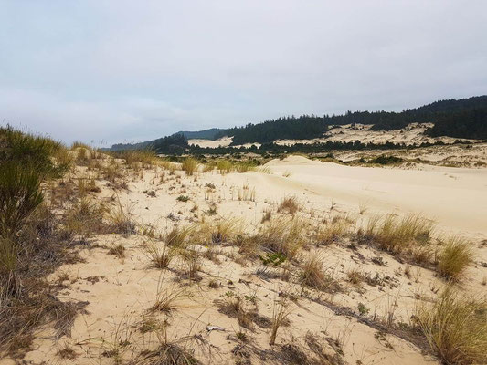 USA Roadtrip Oregon Dunes Overlook Dune City