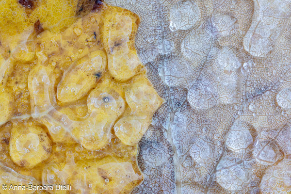 „Lobende Erwähnung“ für «Zitterpappel-Yin-Yang" in der Kategorie "Nature as Art"