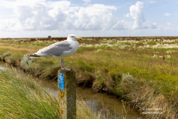 entspannte Silbermöwe