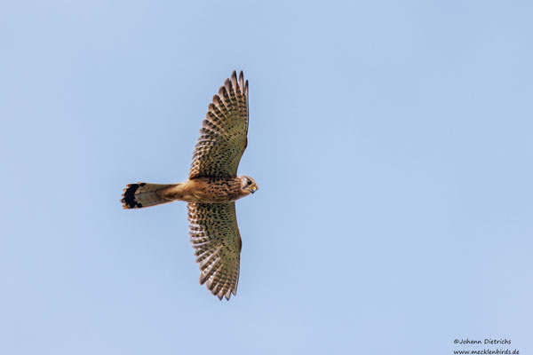 Turmfalke
