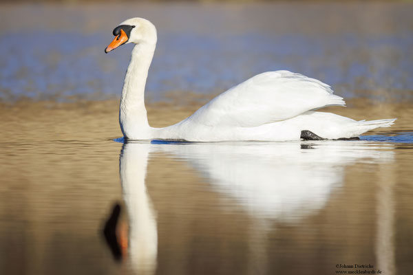 Höckerschwan