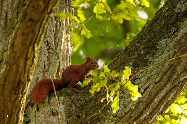 Eichhörnchen